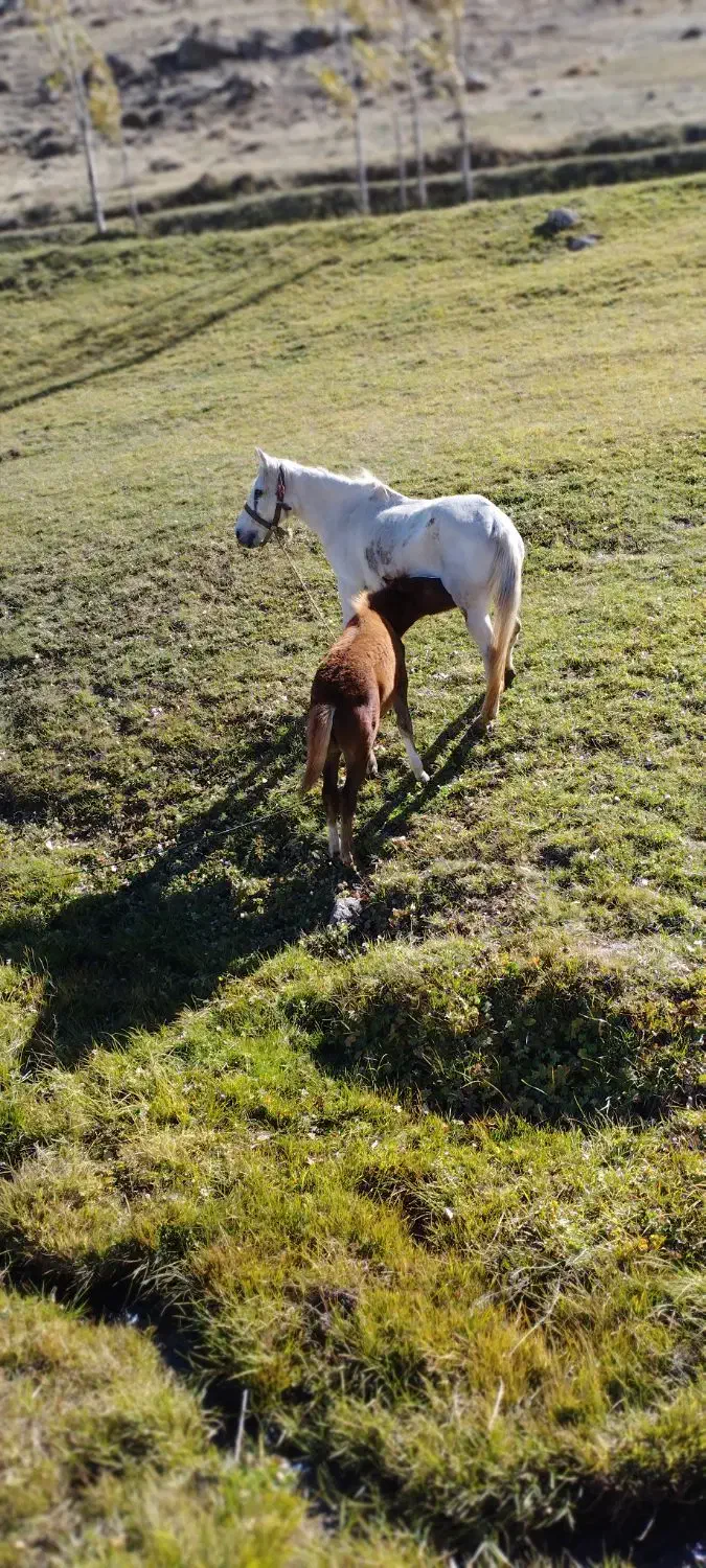 قیمت ۴۵۰۰۰۰۰۰میلیون|اسب و تجهیزات اسب‌سواری|اردبیل, |دیوار