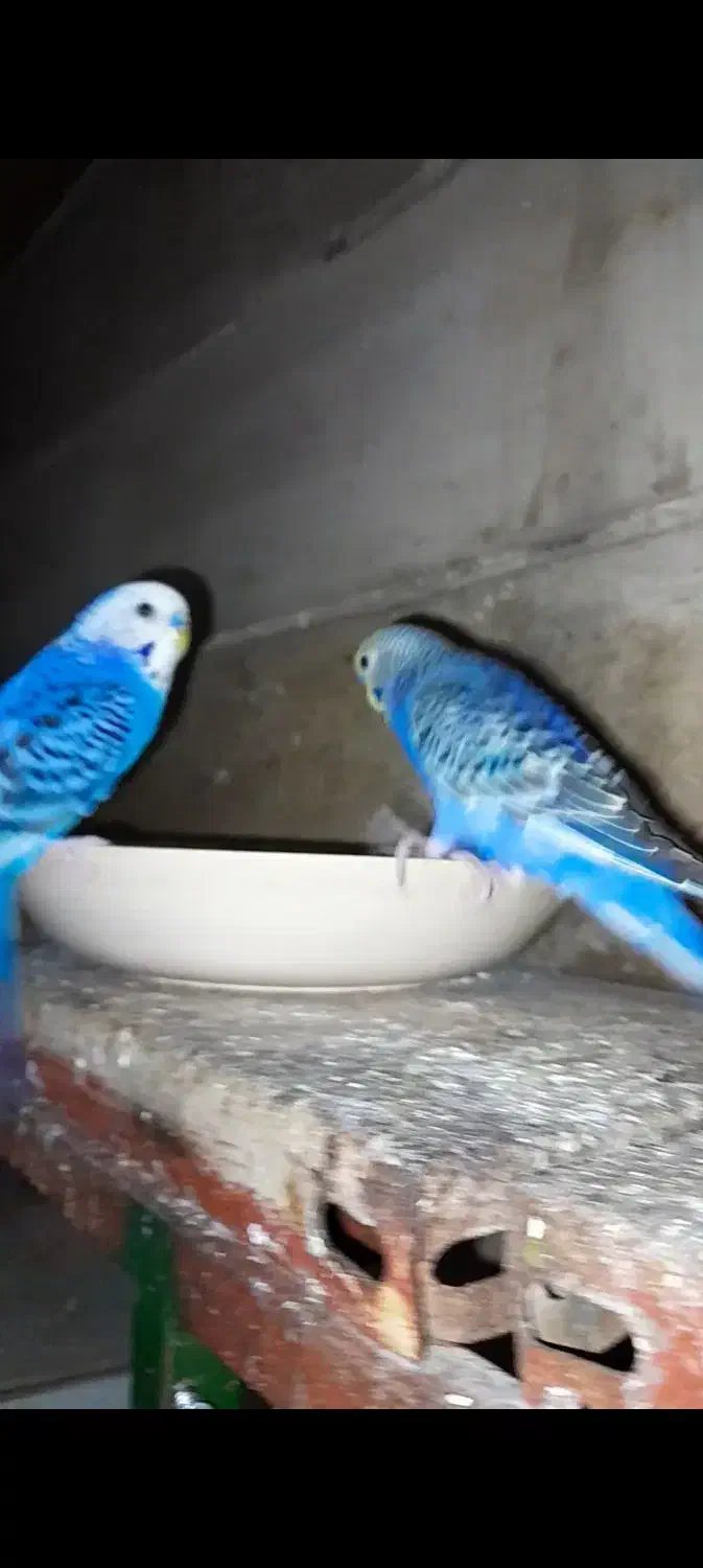 مرغ عشق رنگین کمانی|پرنده|ری, شهرری|دیوار