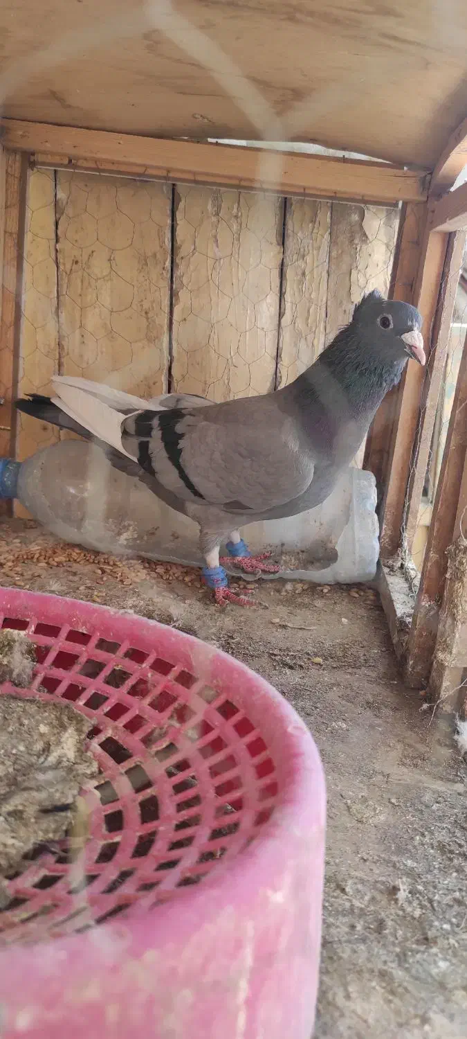 میناسبز کاکل ماده|پرنده|زاهدان, |دیوار