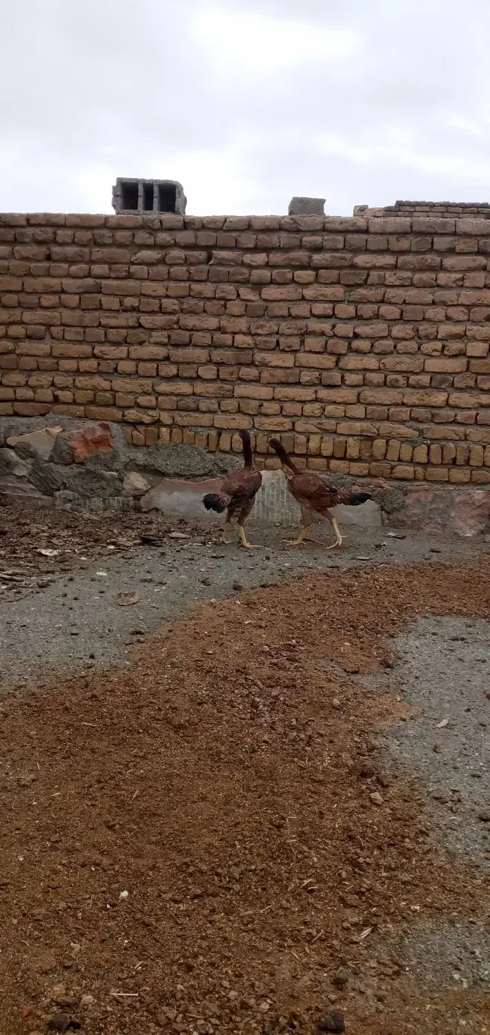 فریح|حیوانات مزرعه|خوی, |دیوار