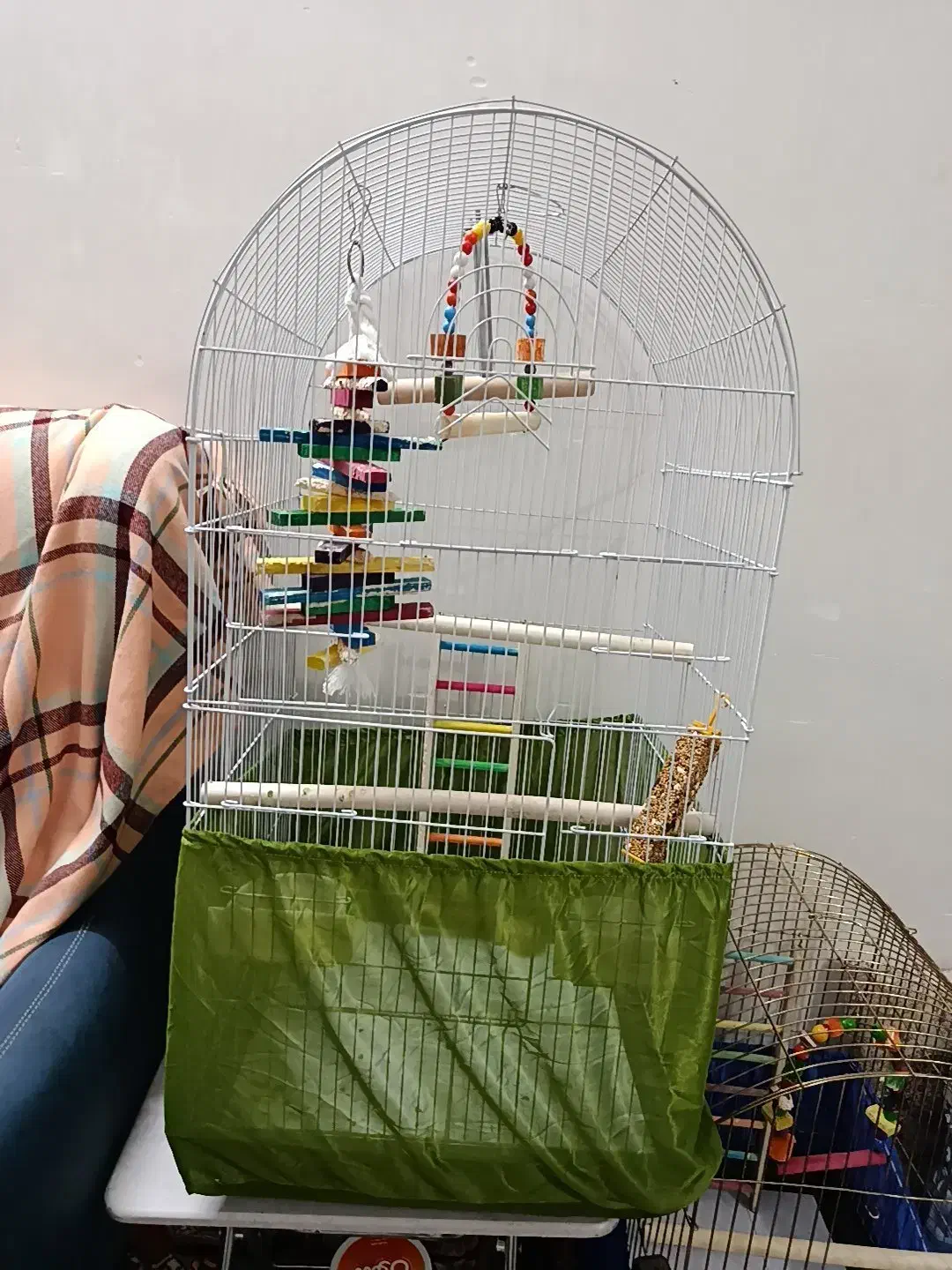 جوجه عروس|پرنده|ایوانکی, |دیوار