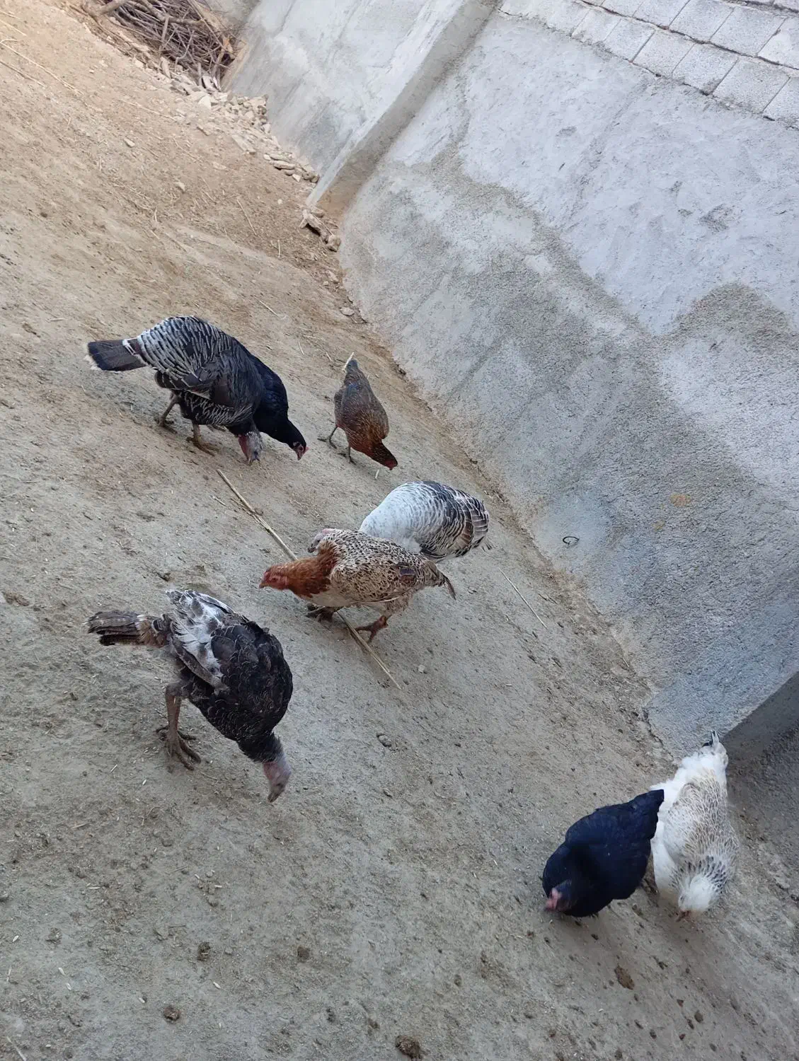 فروش مرغ و بقلمون|حیوانات مزرعه|بجنورد, |دیوار