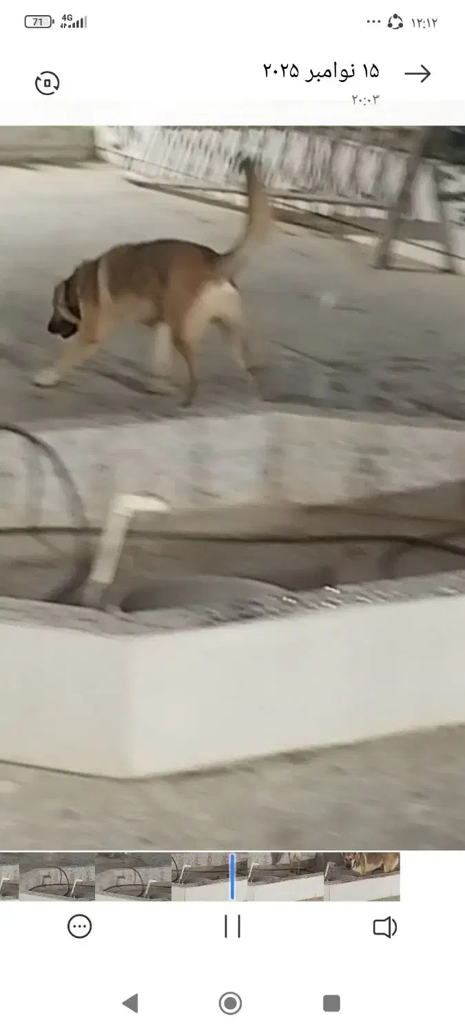 دوعدد سگ ژرمن|سگ|بوشهر, |دیوار