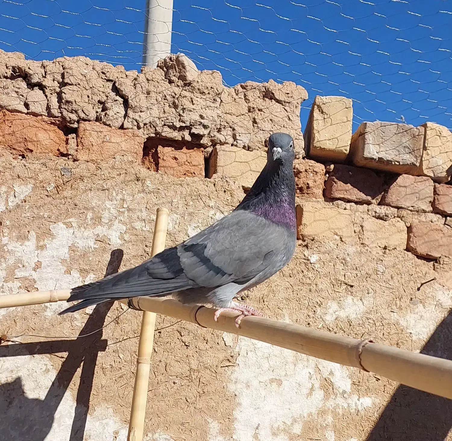 کفتر کبوتر|پرنده|آبگرم, |دیوار