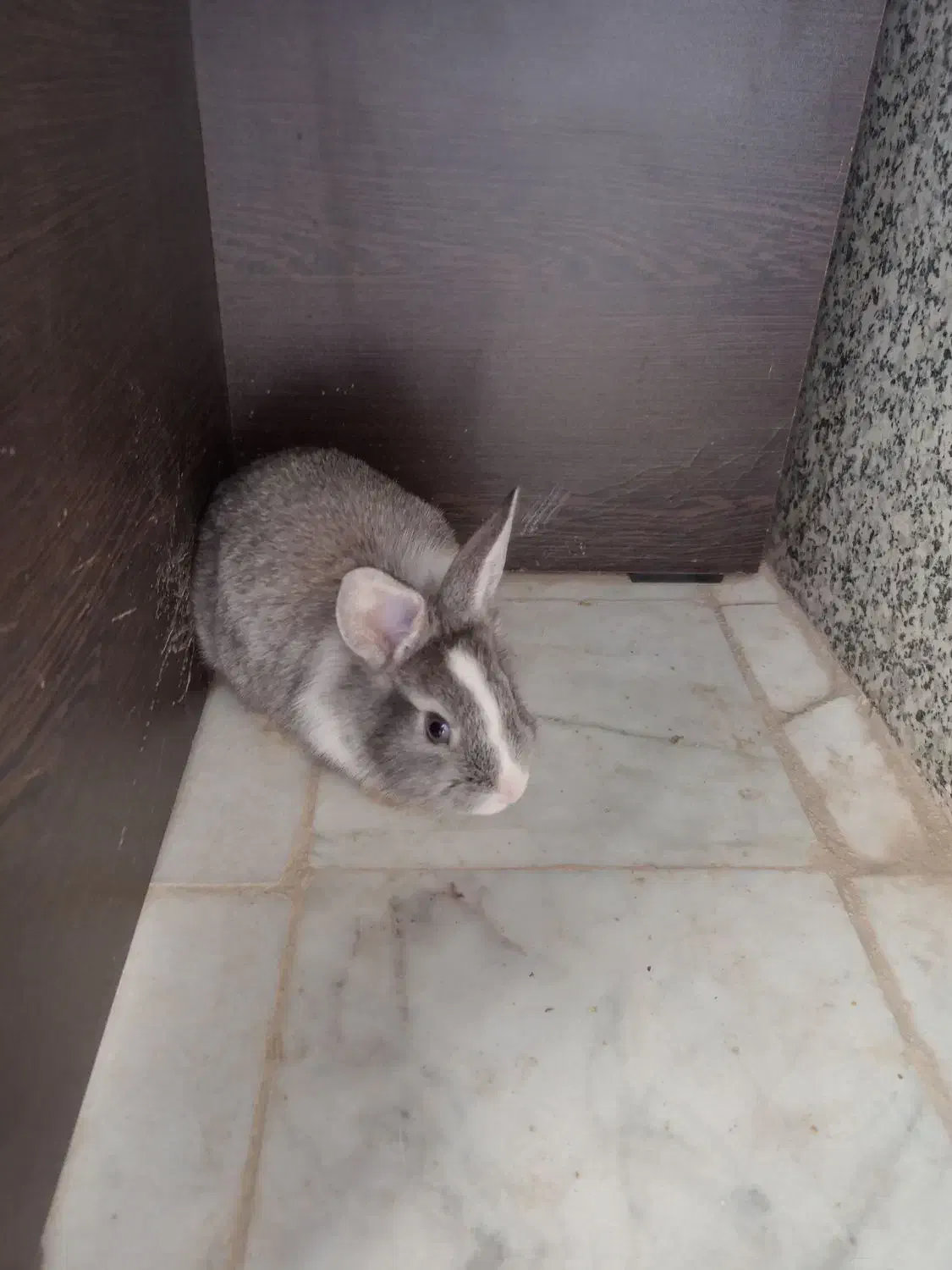 خرگوش سالم و دستی. مناسب نگهداری در خانه|موش و خرگوش|حمیدیا, |دیوار