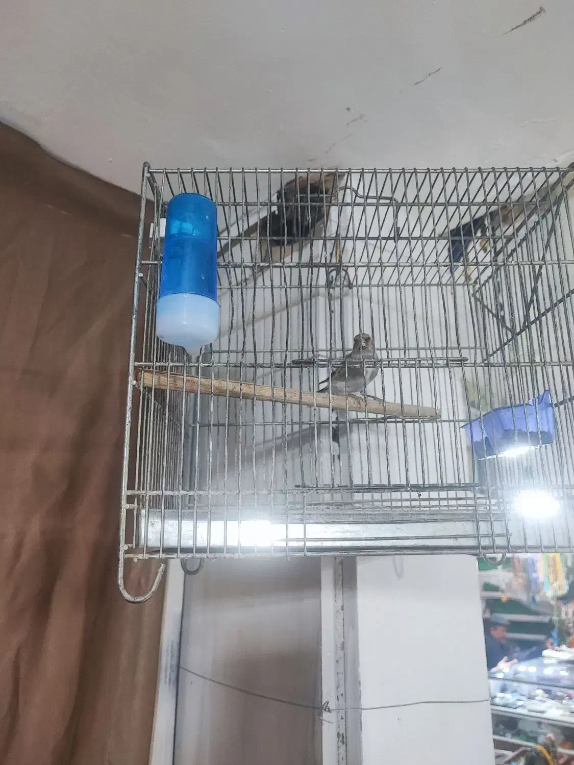 فروش سهره کرمانی درجه یک با قفس|پرنده|قم, چهار مردان|دیوار