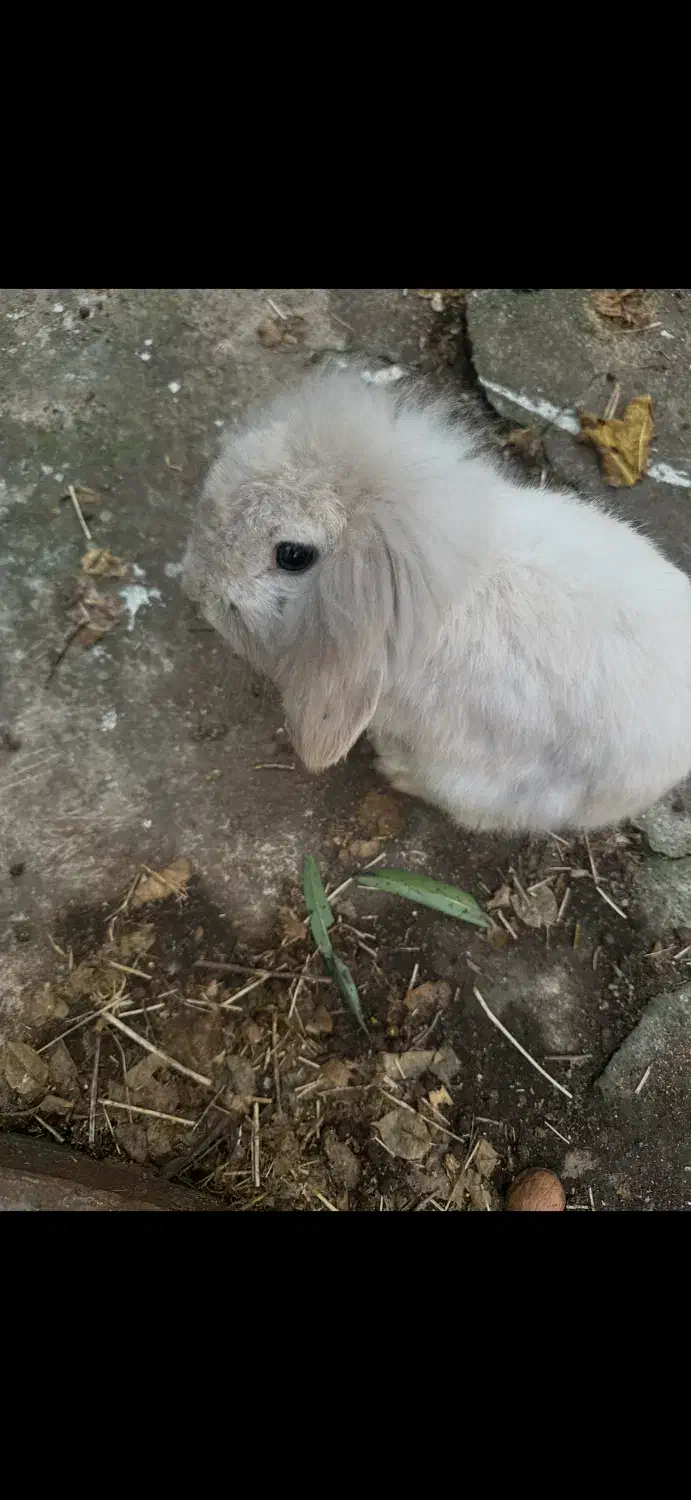 خرگوش لوپ|موش و خرگوش|بندر انزلی, آذربایجان|دیوار