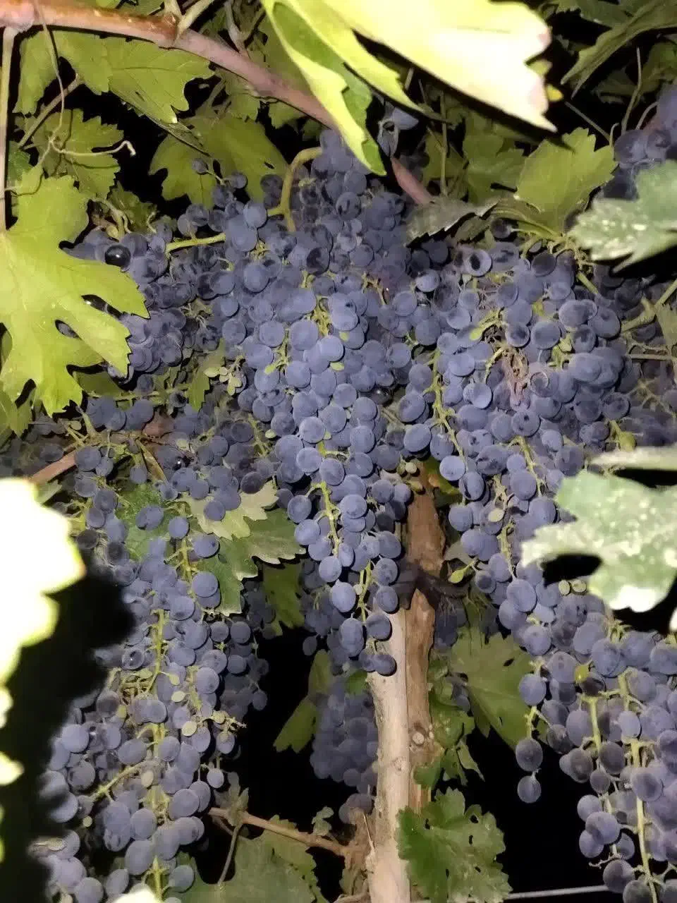 انگور دانه دارشانی|خوردنی و آشامیدنی|درگز, |دیوار