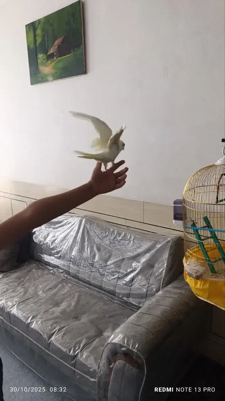 عروس هلندی لو تینو|پرنده|نجفآباد, یزدانشهر|دیوار