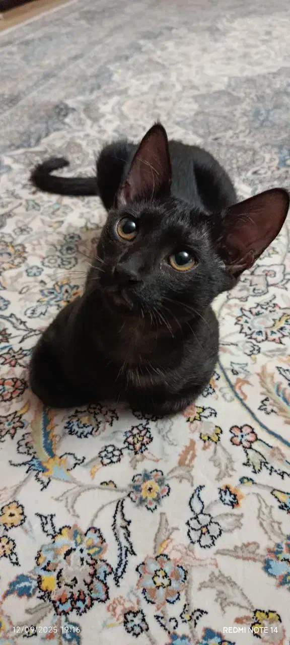 واگذاری گربه|گربه|زنجان, |دیوار