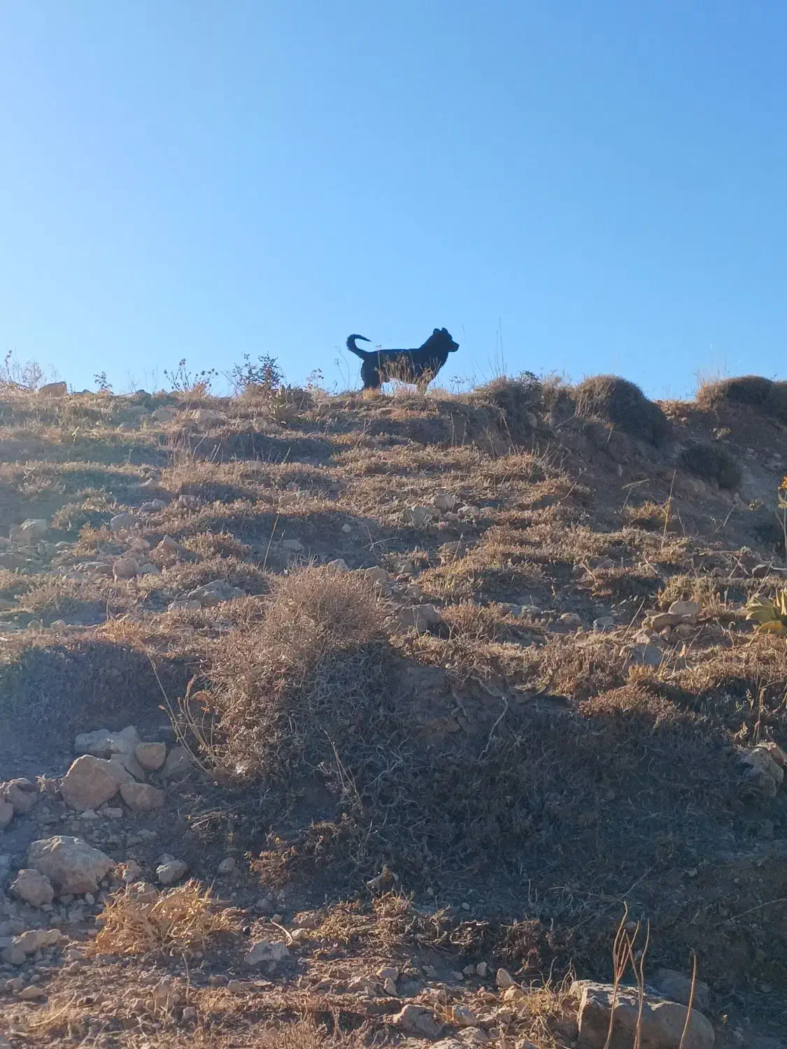 سگ سرابی|سگ|مهربان, |دیوار