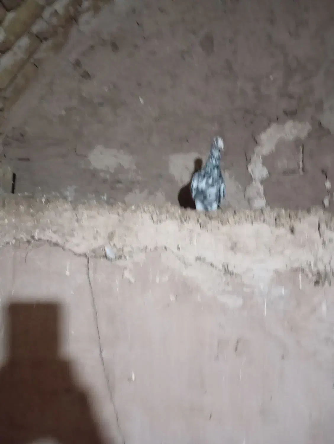 کبوتر|پرنده|نیشابور, مازول|دیوار