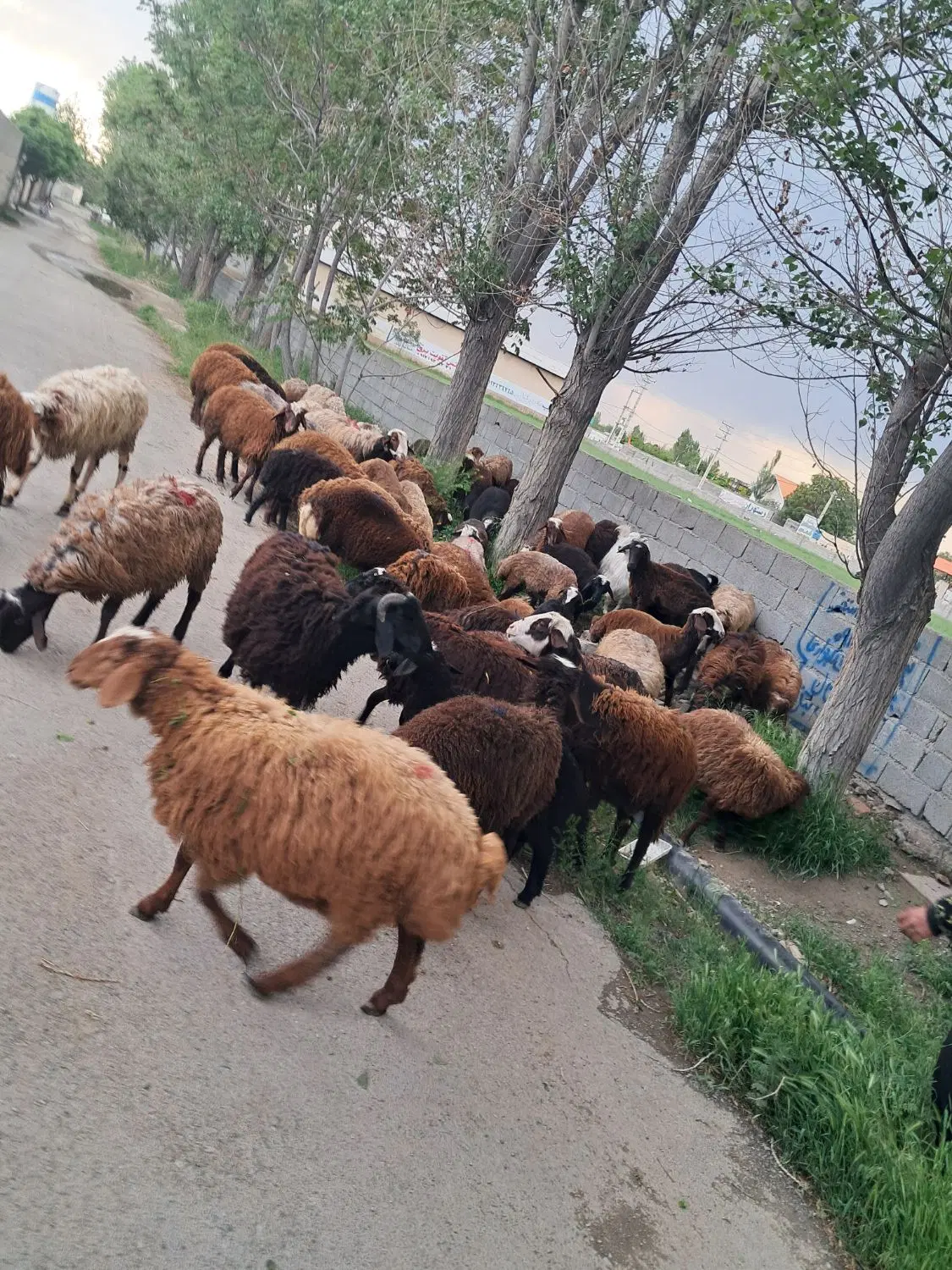 بره نر|حیوانات مزرعه|هشتگرد, تهران دشت|دیوار