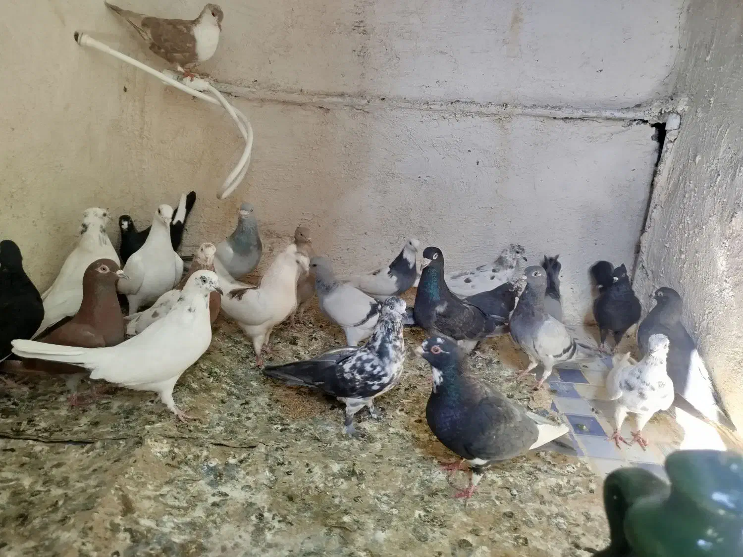 کفتر .کبوتر 24عدد|پرنده|ریگان, |دیوار