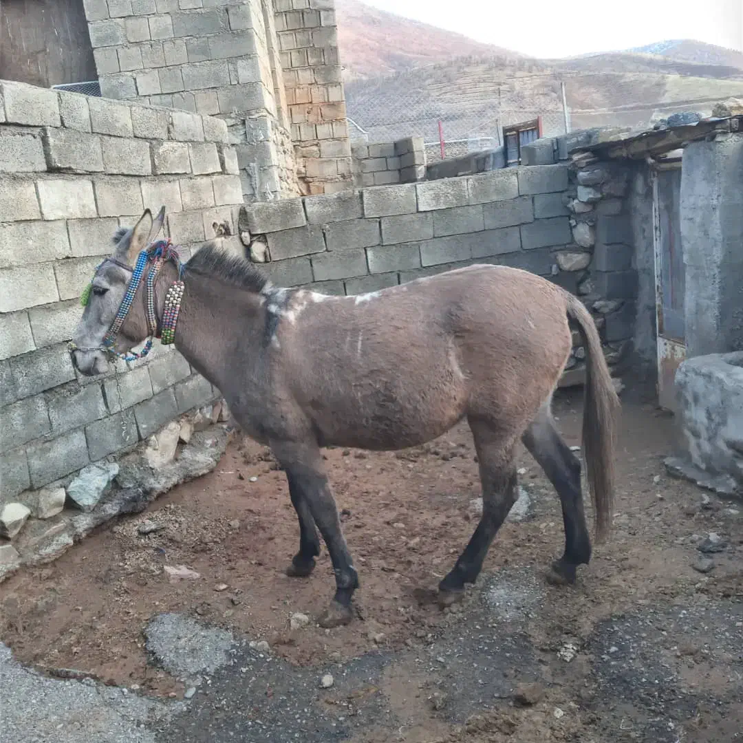 قاطر فروشی|حیوانات مزرعه|نمشیر, |دیوار