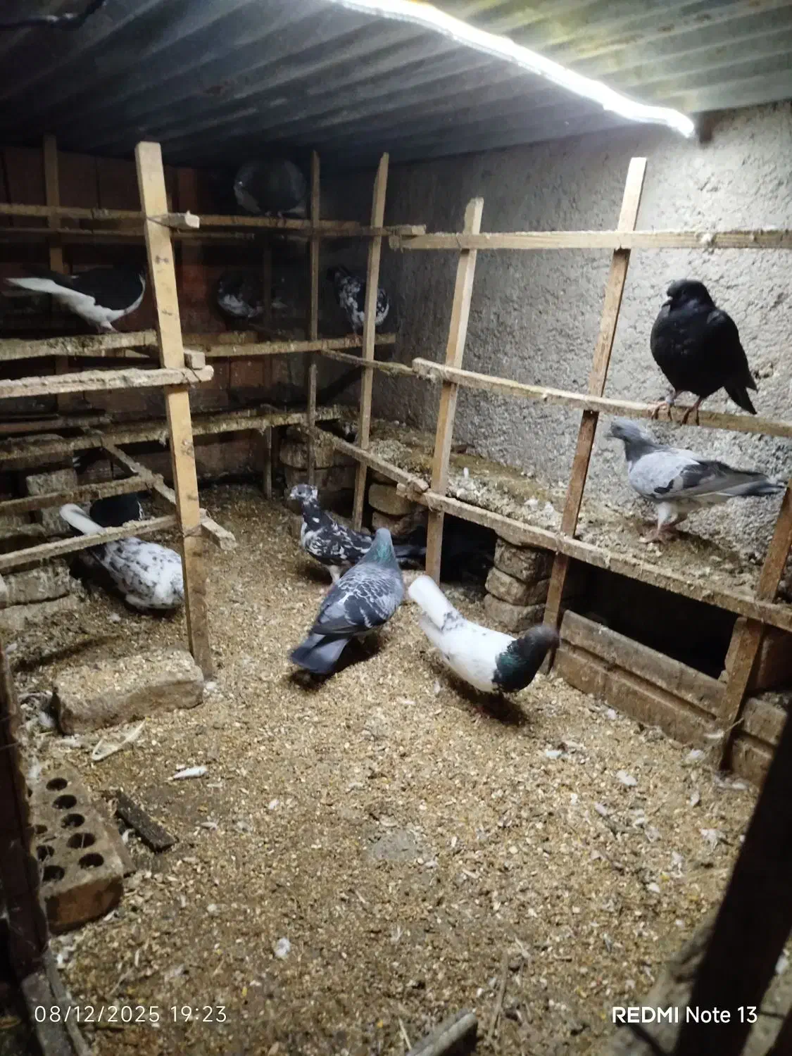 دورگ وتکپر|پرنده|قرق, |دیوار