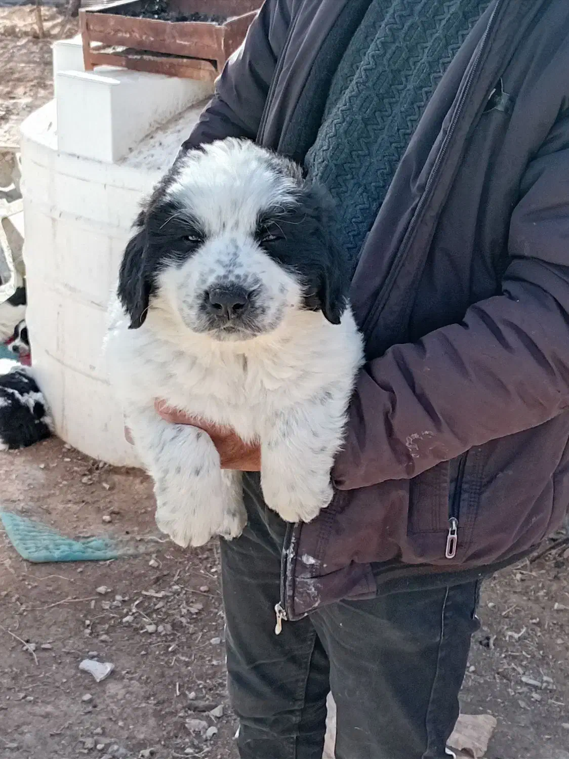 توله سگ قدرجونی|سگ|برخوار, |دیوار