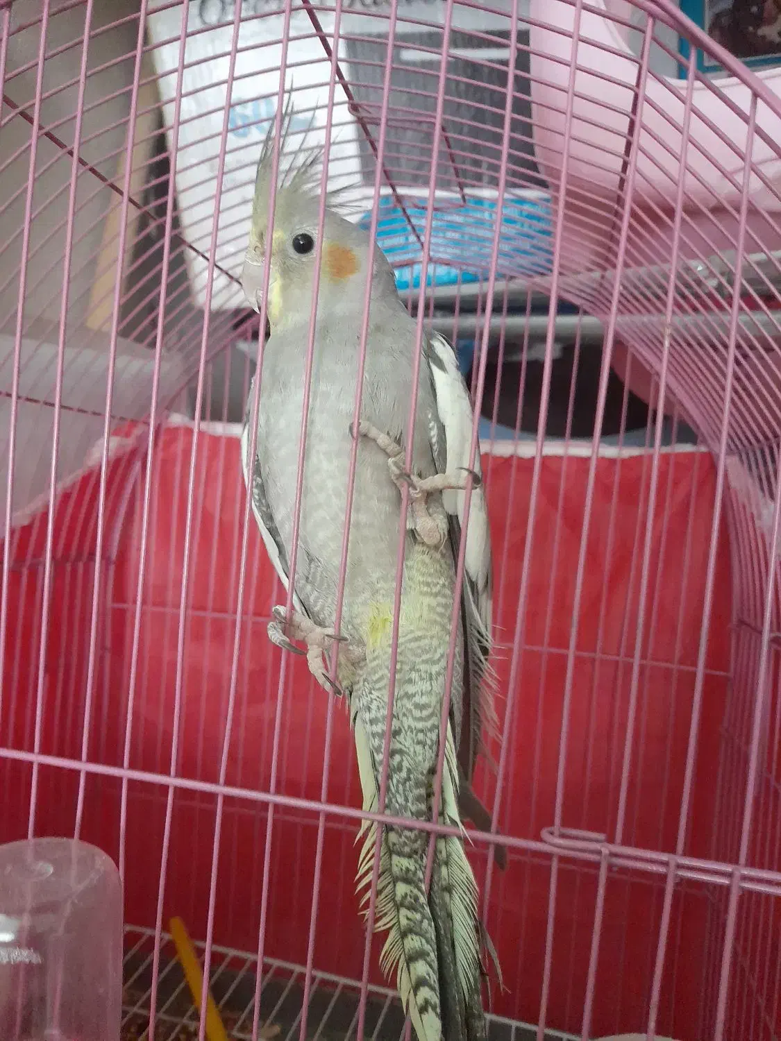 طوطی‌عروس|پرنده|رشت, حمیدیان|دیوار