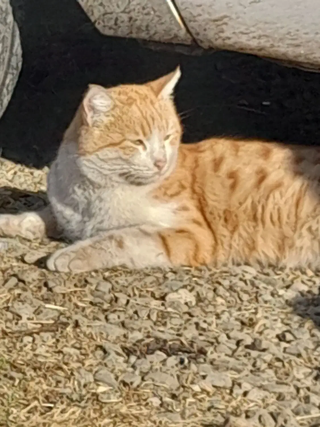 گربه فهمیده و پسند گربه طلایی|گربه|انزل, |دیوار