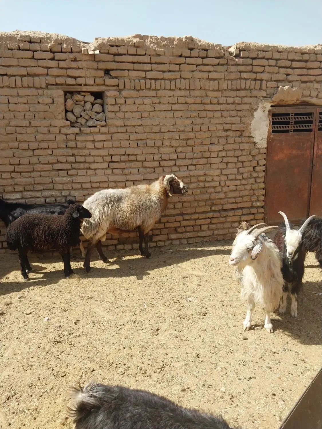 قوچ داشتی  فروشی|حیوانات مزرعه|قرچک, قشلاق جیتو|دیوار