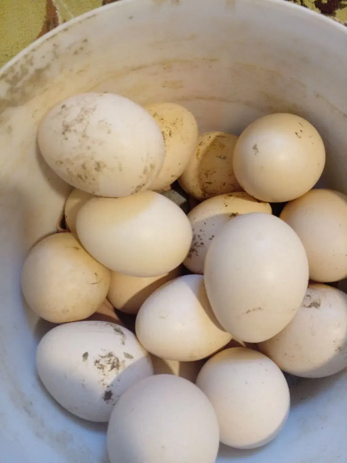 تخم لاری|حیوانات مزرعه|گرگان, |دیوار