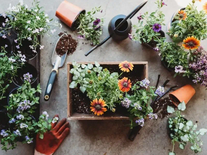 خدمات باغبانی باغچه کاری گلکاری تعویض خاک گلدون|خدمات باغبانی و درختکاری|تهران, دکتر هوشیار|دیوار