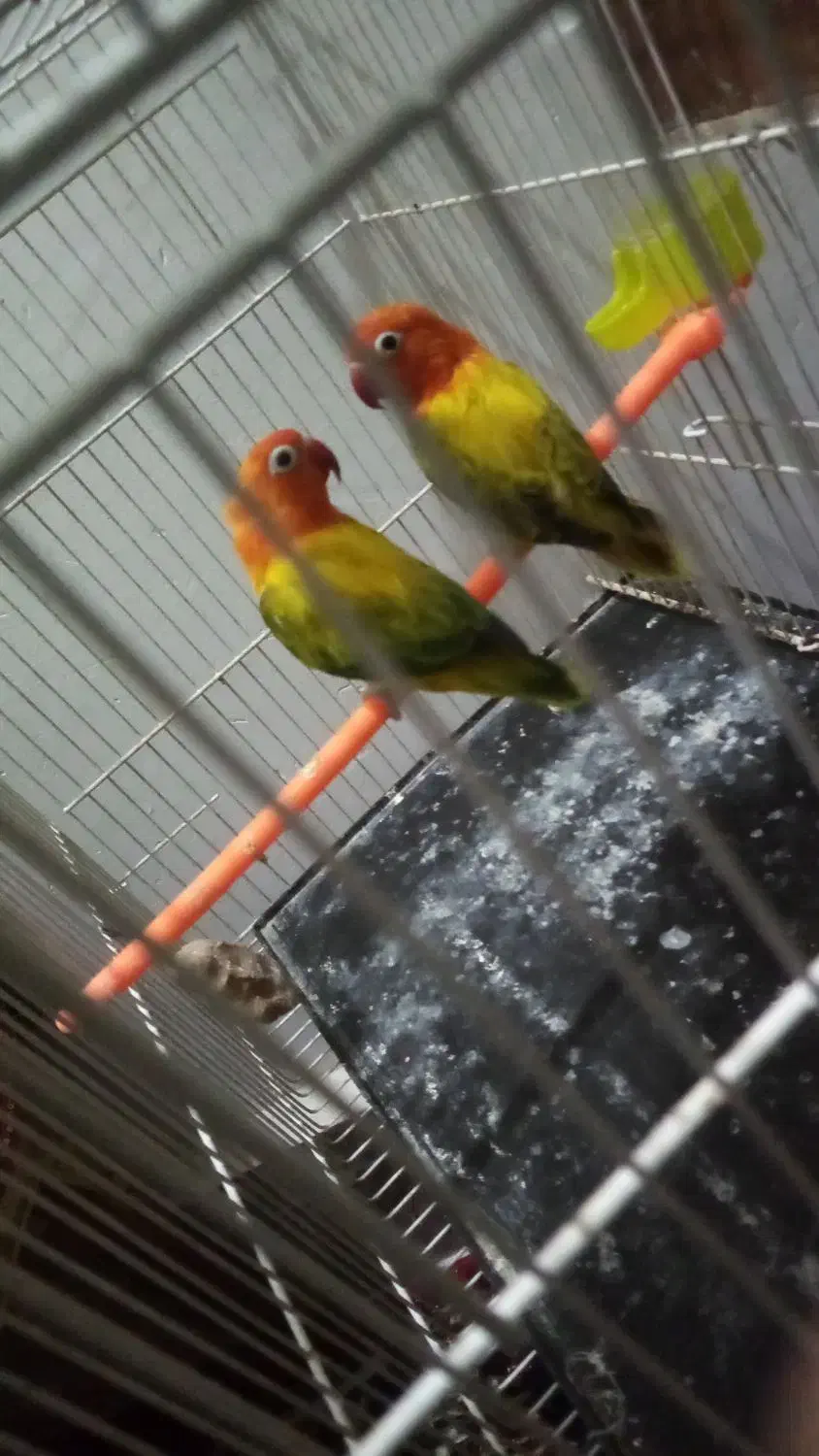 جفت گرینچیک. کوتوله یووینگ جفت ملنگو|پرنده|مشهد, نظام دوست|دیوار