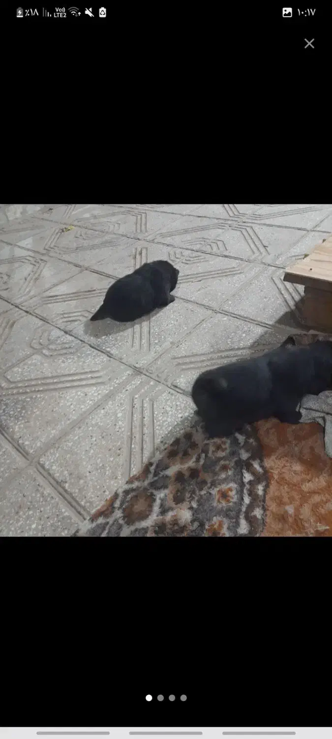 توله چاو چاو|سگ|پردیس, فاز ۶|دیوار