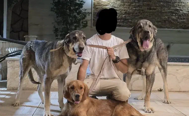 پانسیون وداگ‌پارک ویژه سگ‌هامراقبت بازی وآموزش|خدمات پیشه و مهارت|شیراز, شهرک قمشه|دیوار