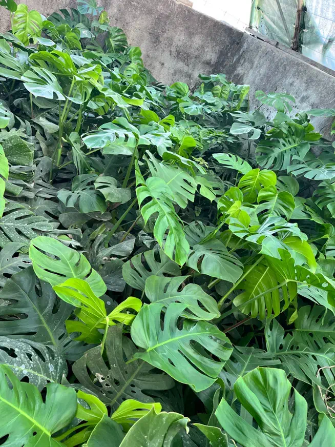 مانسترا و برگ انجیری|گل و گیاه طبیعی|آمل, |دیوار