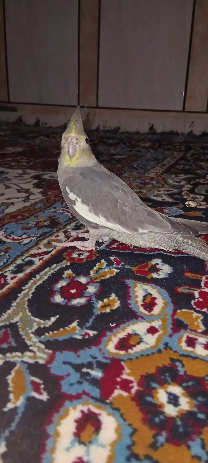 یک جفت عروس هلندی|پرنده|شادگان, |دیوار