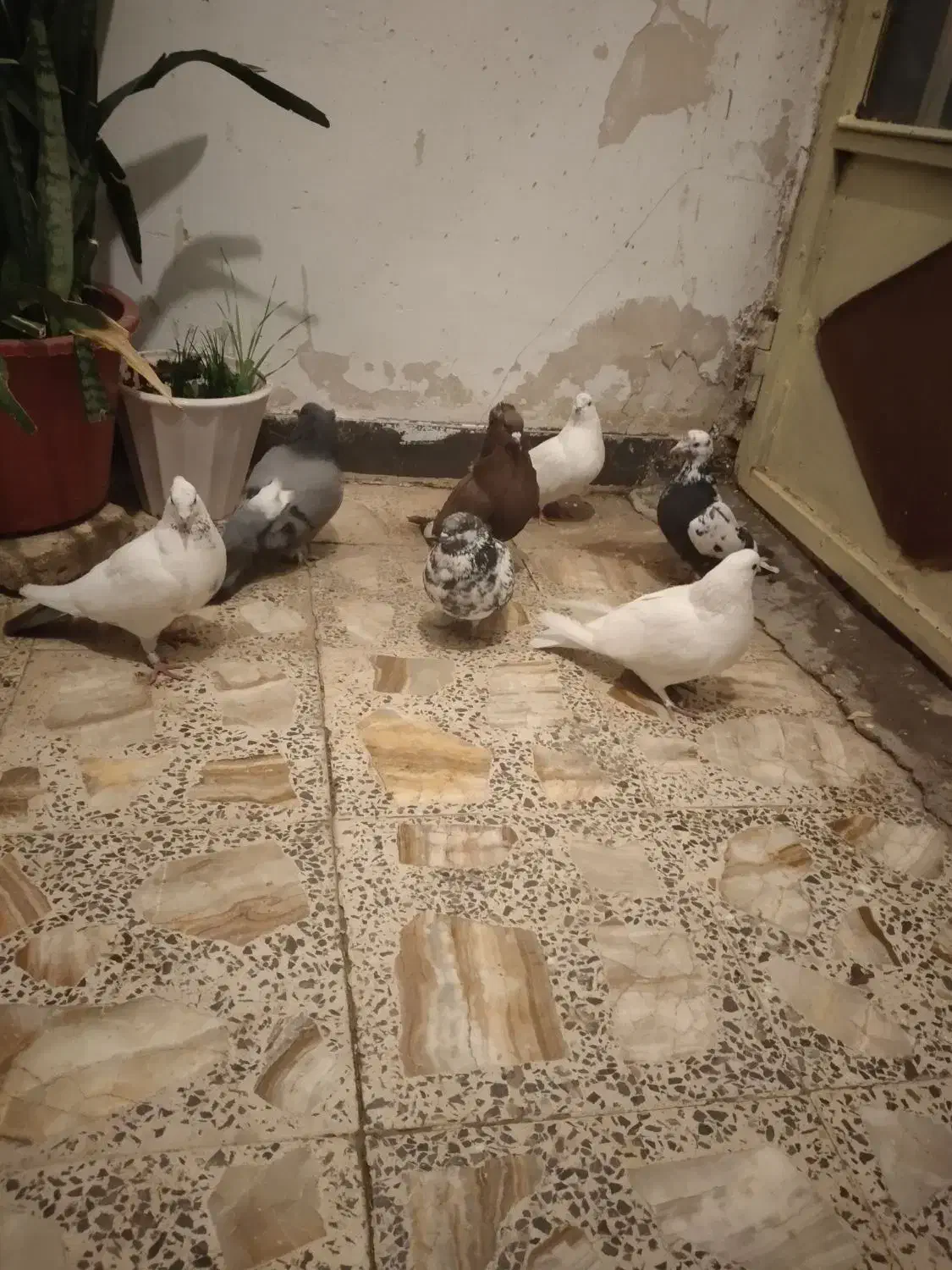 کبوتر|پرنده|فارسان, |دیوار