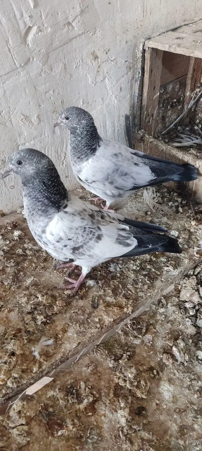 کبوتر کله سبز پرشی|پرنده|امیدیه, |دیوار