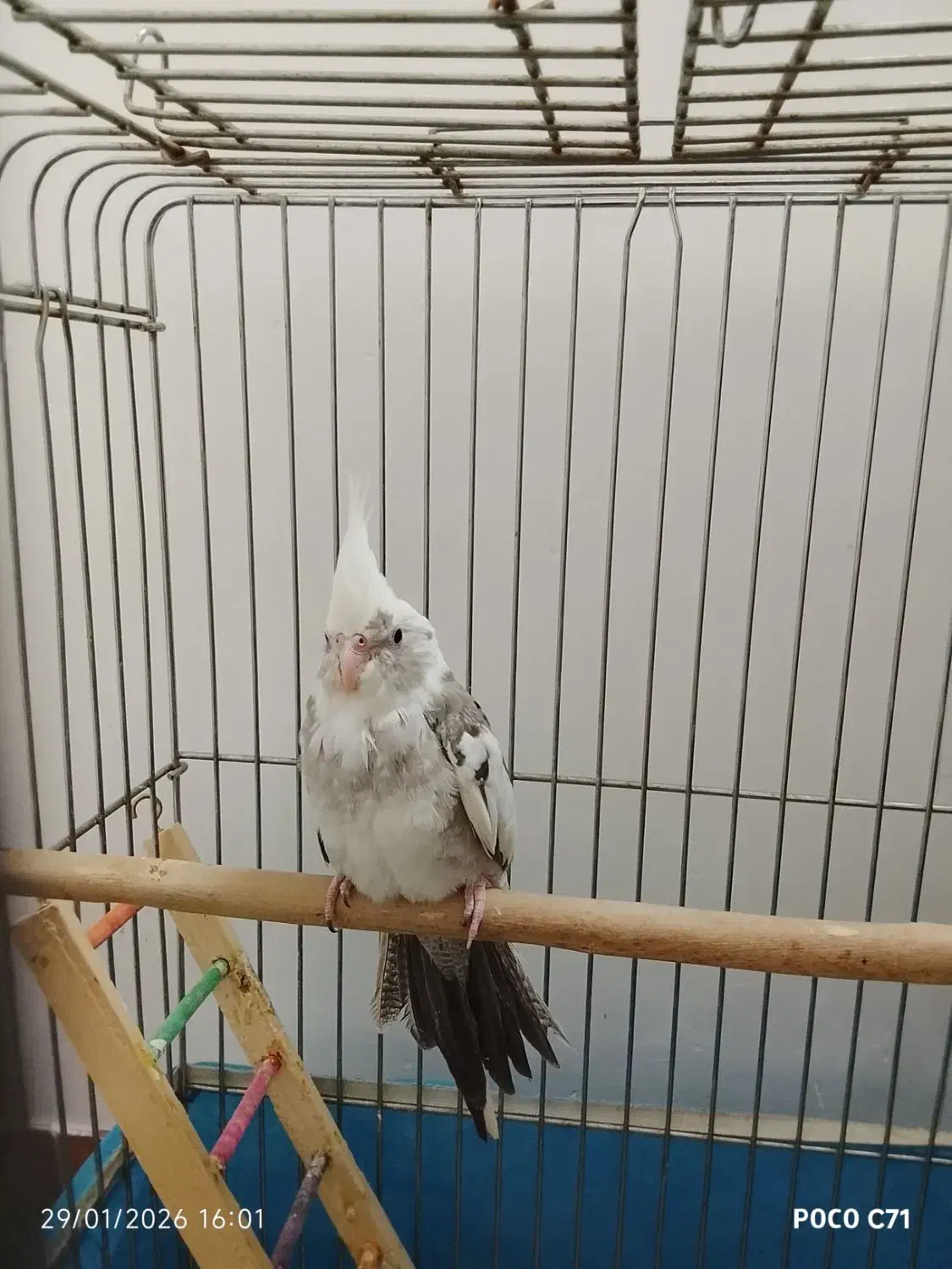 عروس هلندی|پرنده|قم, هنرستان|دیوار