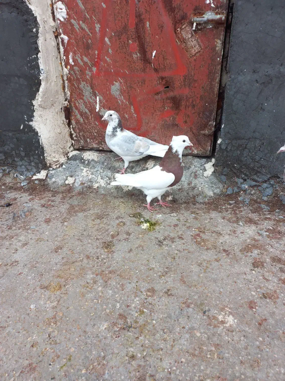 کفتر یا کبوتر|پرنده|مرودشت, مختارآباد|دیوار