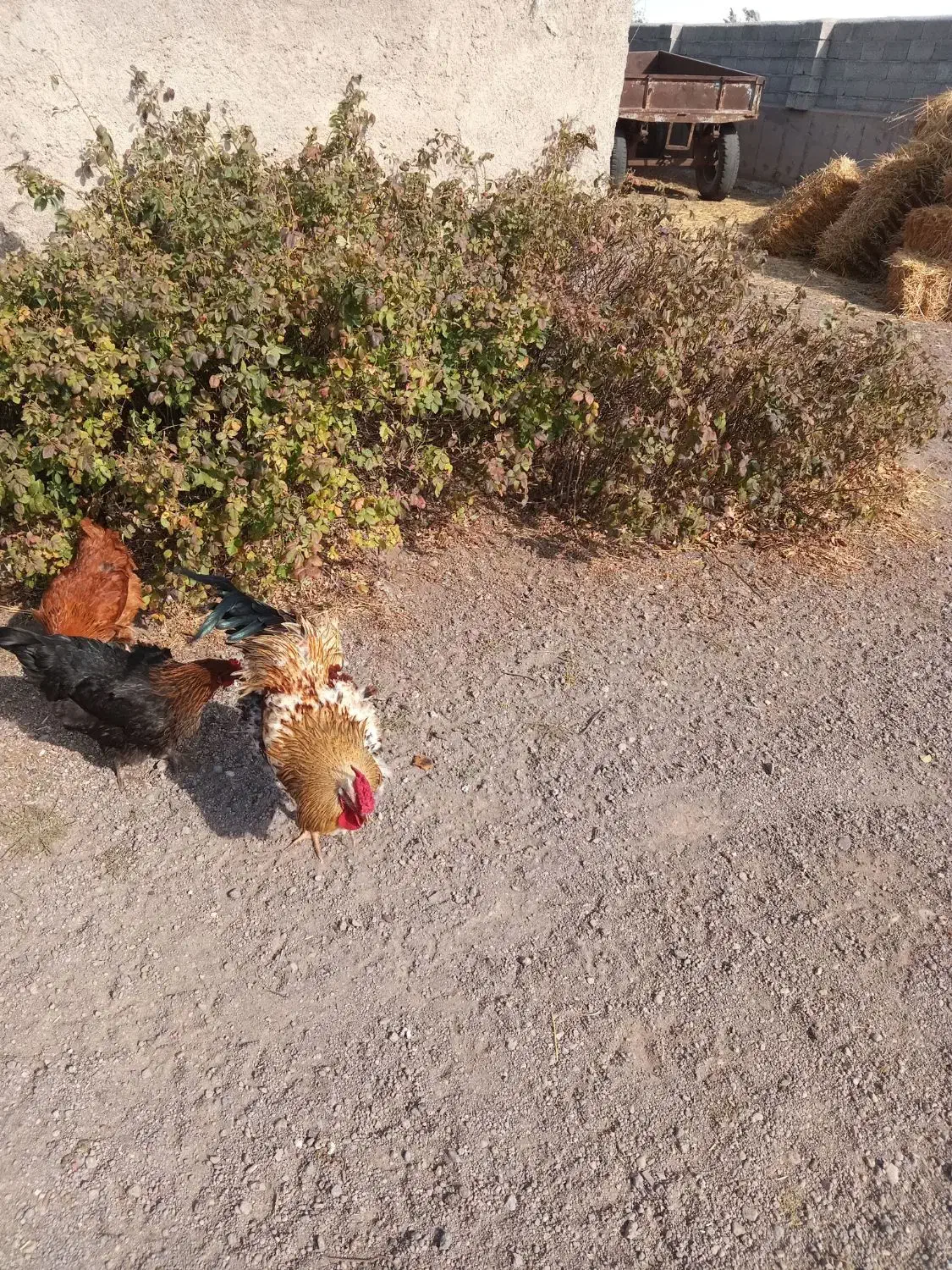 خروس|حیوانات مزرعه|هیر, |دیوار