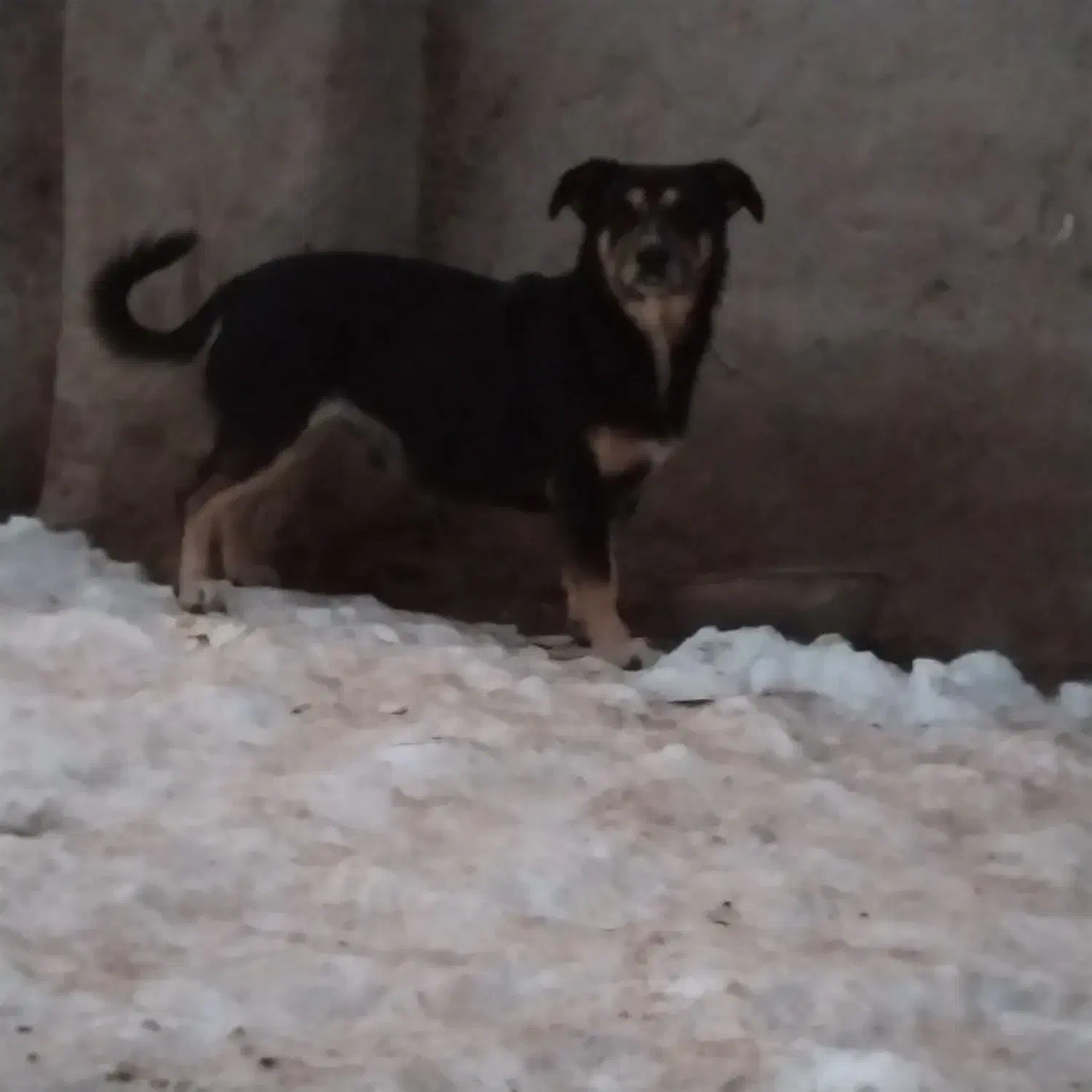 پاکوتا ۲ ساله|سگ|تبریز, |دیوار