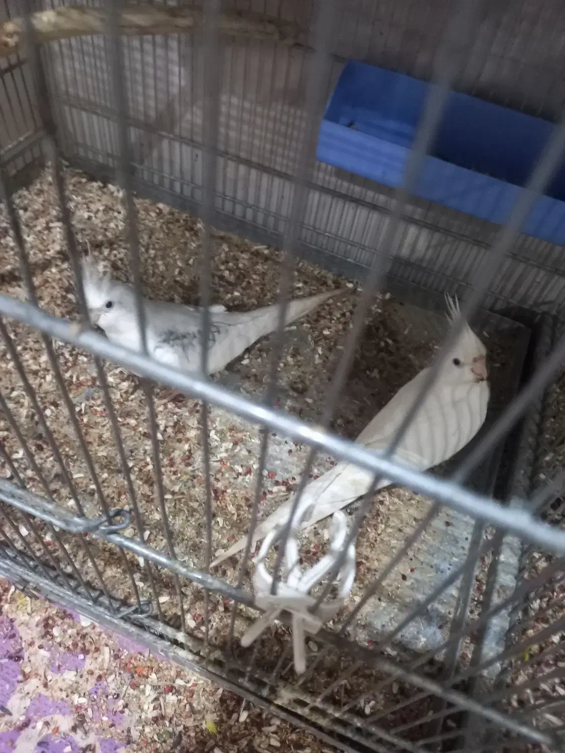 طوطی ملنگو و عروس هلندی و طوطی برزیلی|پرنده|بندر ماهشهر, |دیوار