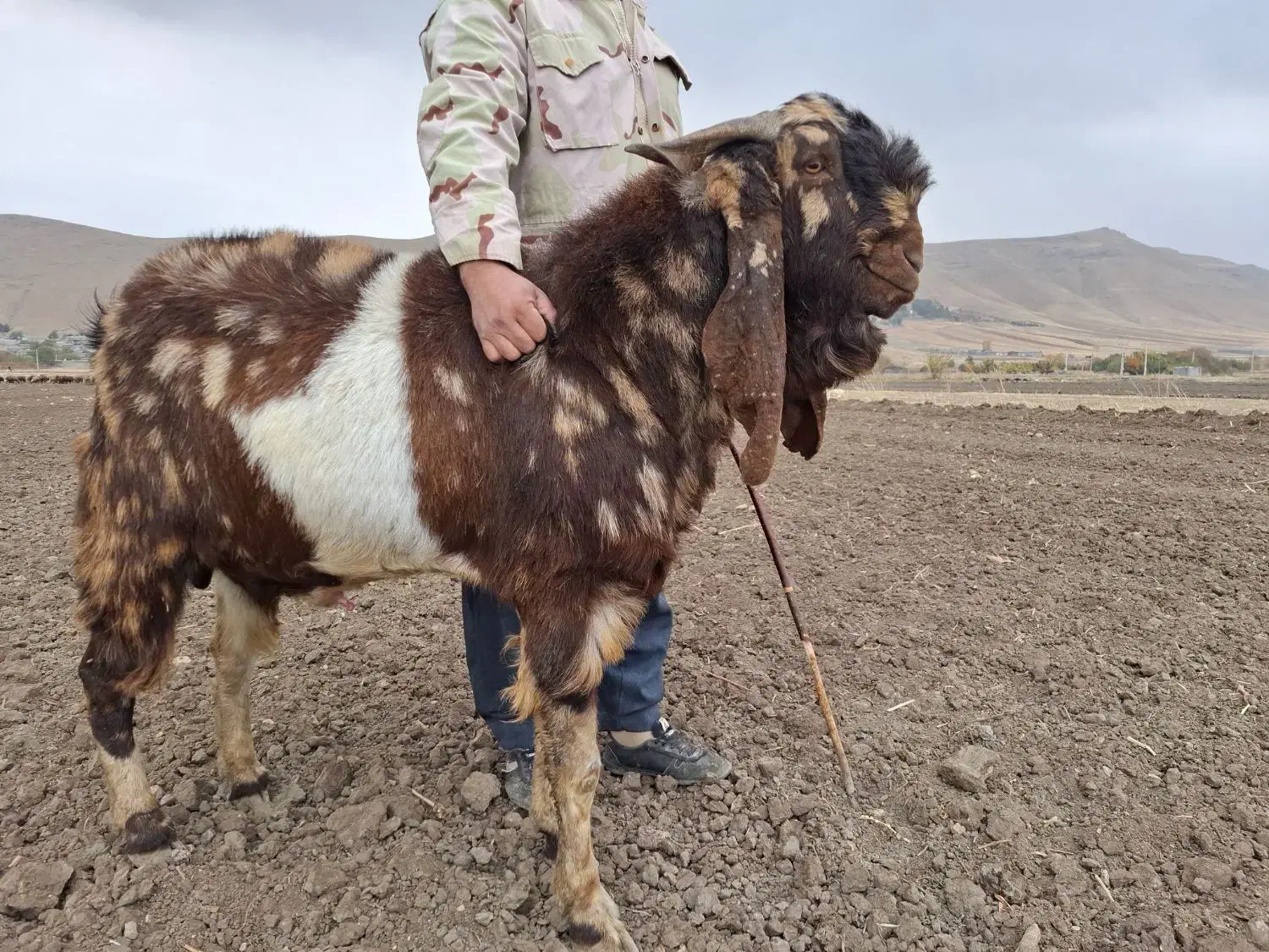 بز پاکستانی|حیوانات مزرعه|صحنه, |دیوار