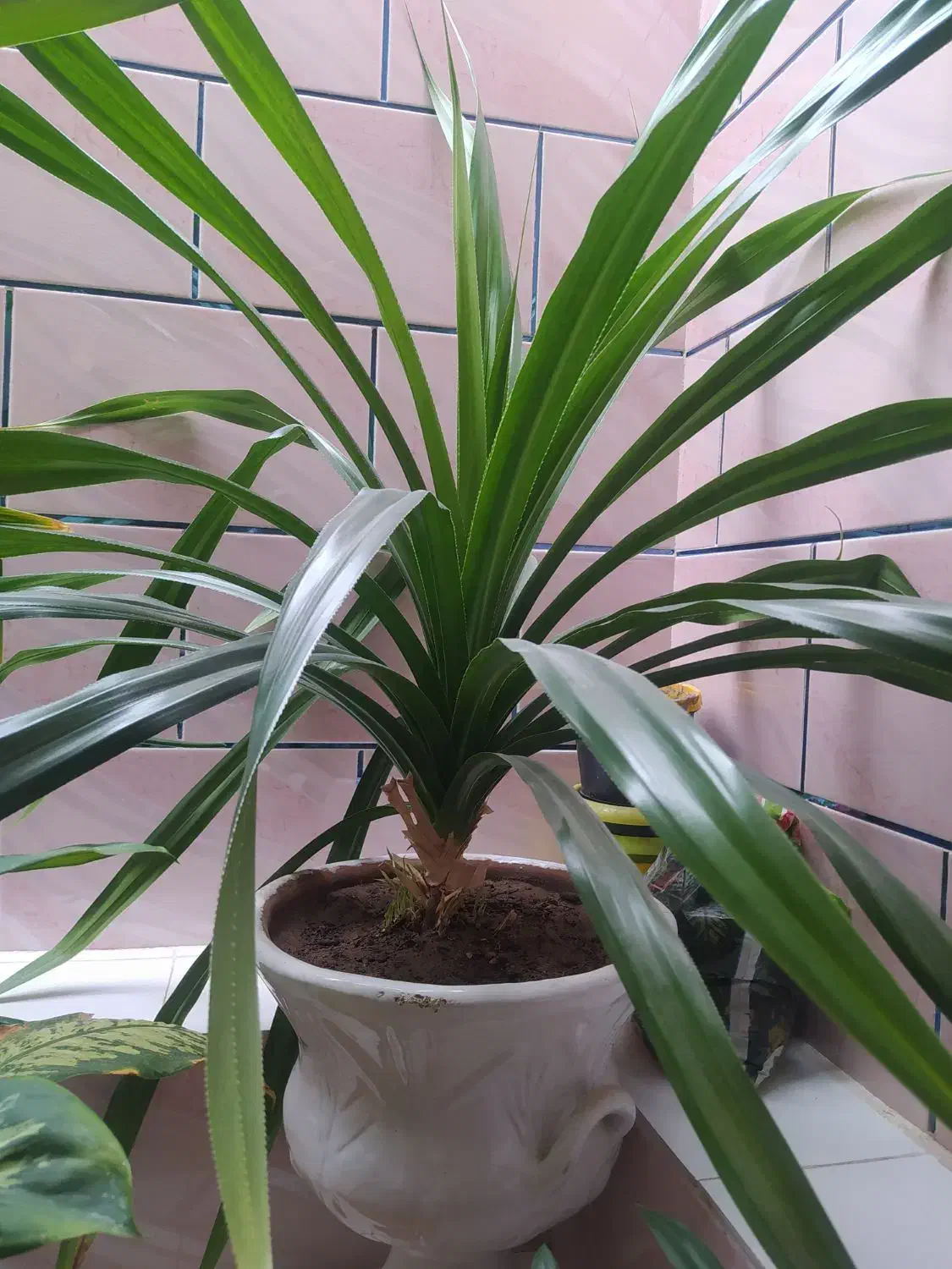 گل های زیبا و شاداب|گل و گیاه طبیعی|فسا, |دیوار