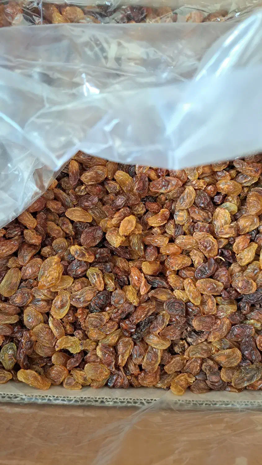 کشمش و مویز|خوردنی و آشامیدنی|یزد, |دیوار