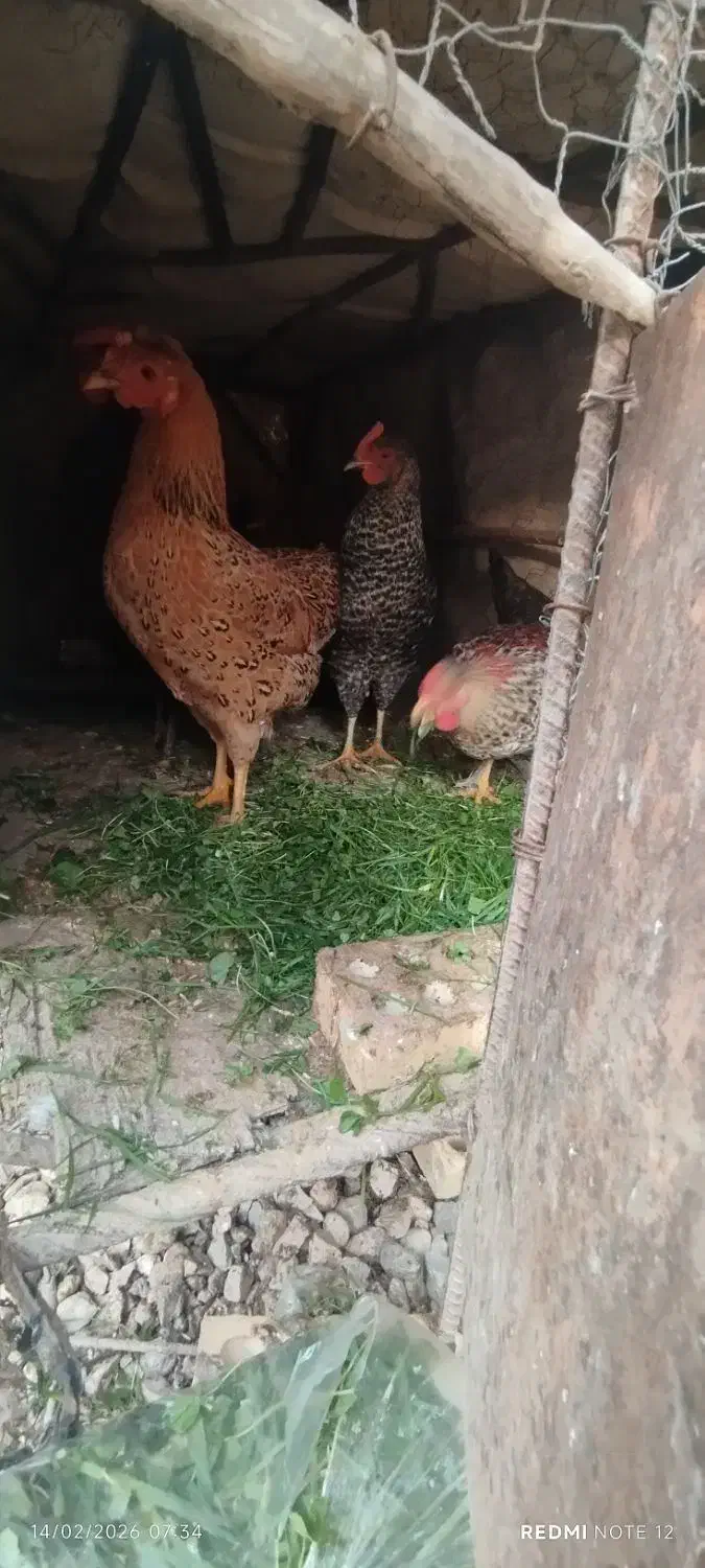 7عددمرغ|حیوانات مزرعه|مسجد سلیمان, |دیوار