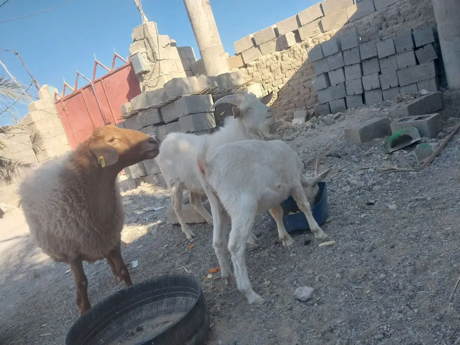 فروشی|حیوانات مزرعه|سیب و سوران, |دیوار