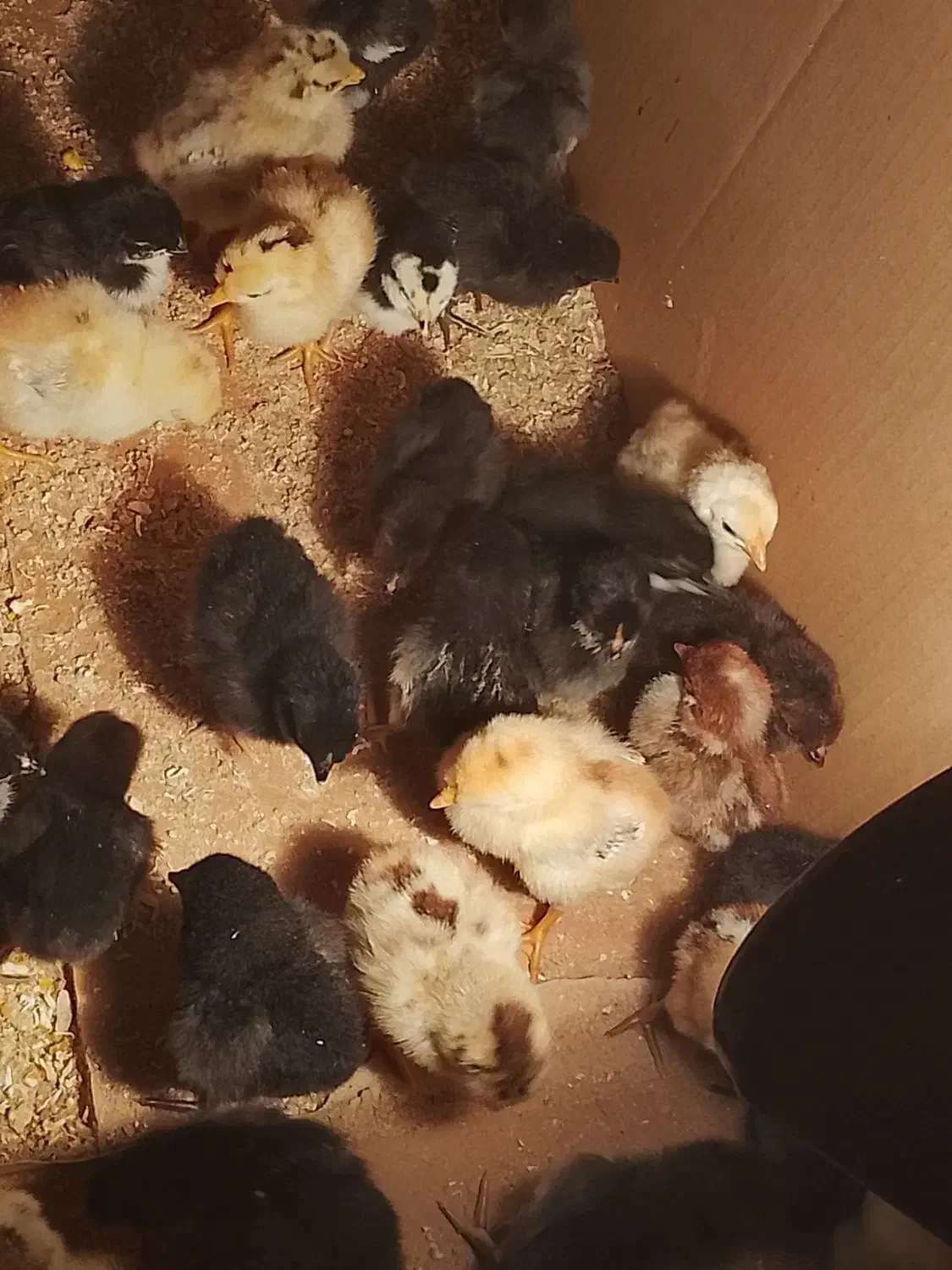 جوجه عربی|حیوانات مزرعه|اهواز, گلدشت|دیوار