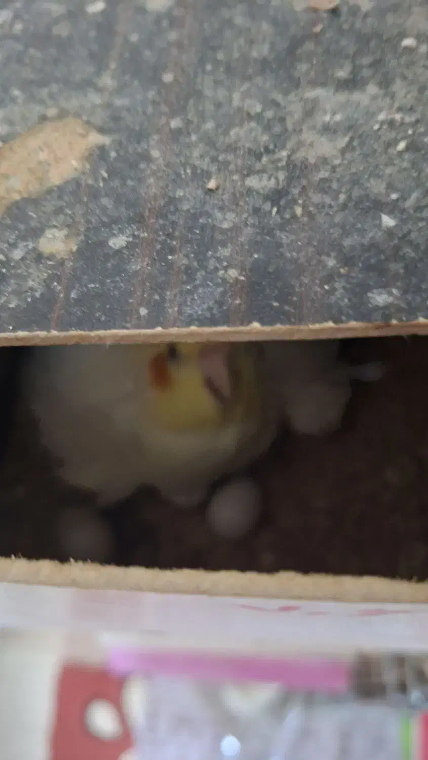 جفت مولد با تخم|پرنده|بندر ماهشهر, |دیوار