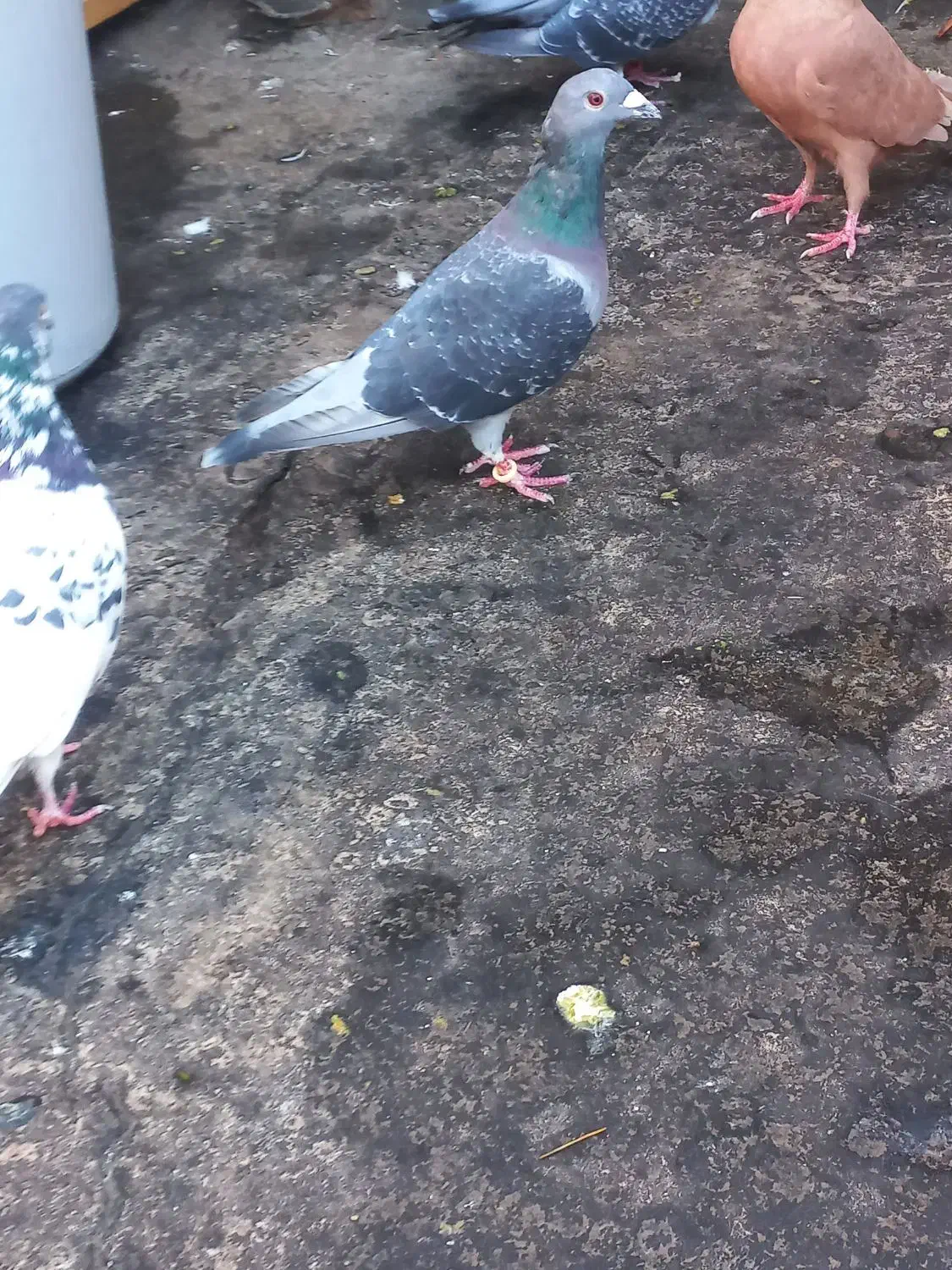 جان اردن|پرنده|تربتحیدریه, آغوی|دیوار