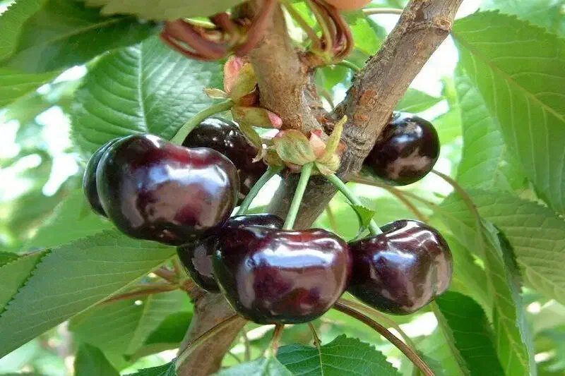 نهال گیلاس مرغوب گواهی دار|خدمات باغبانی و درختکاری|شوط, |دیوار