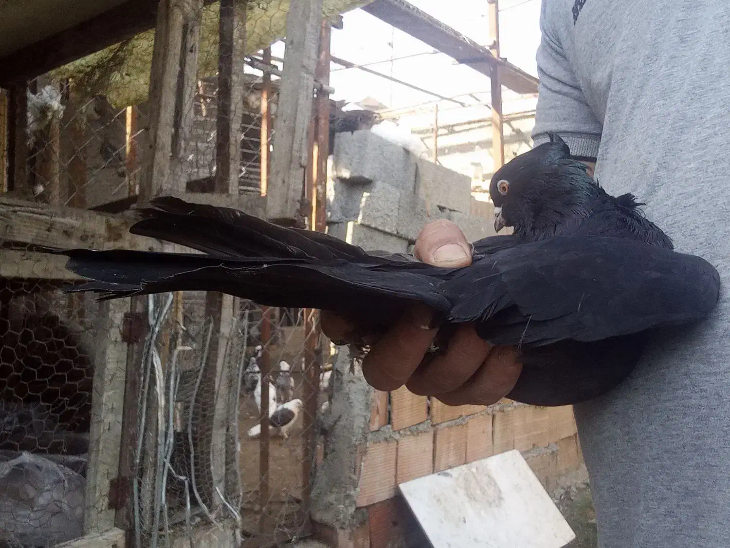 فروش کبوتر تزئینی|پرنده|قائم‌شهر, |دیوار