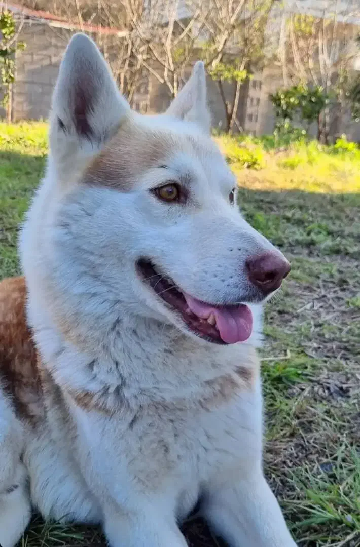 گمشده|سگ|کرج, مهرویلا شمالی|دیوار