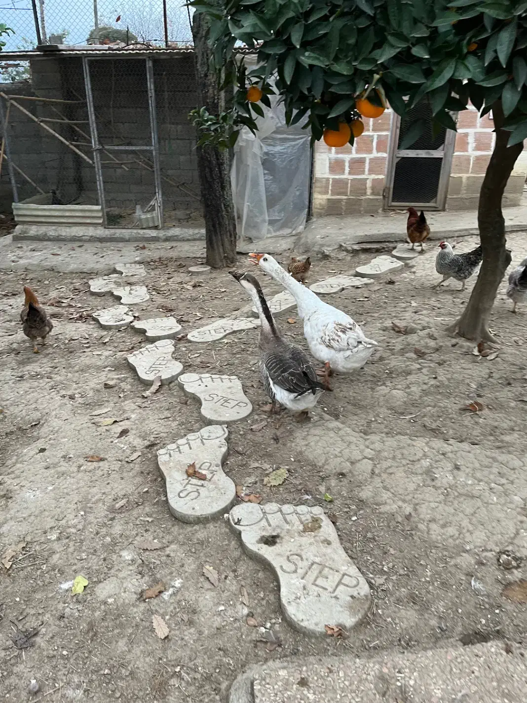 غاز سفید و رشتی|حیوانات مزرعه|رویان, |دیوار